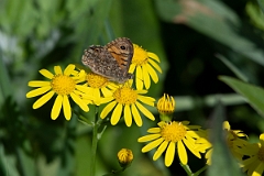 David Plant Photography - Wildlife Photography - Wall - C
